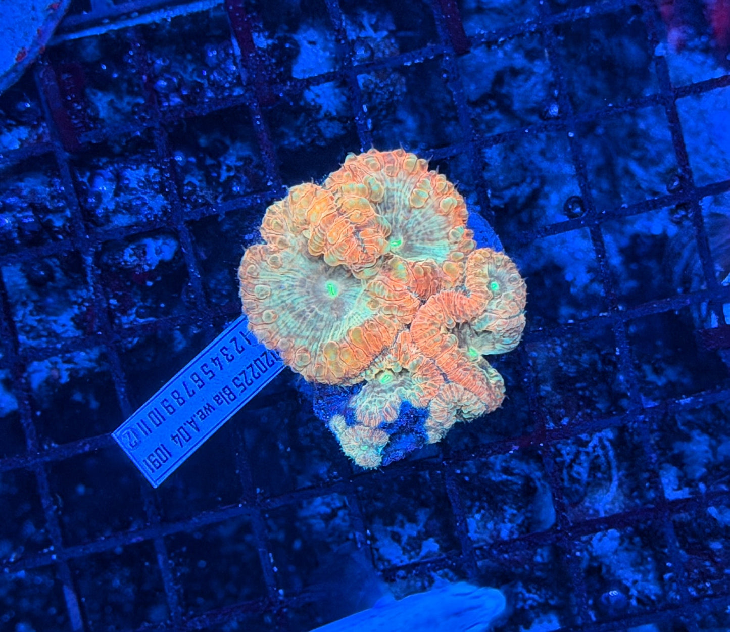 Rainbow blasto colony
