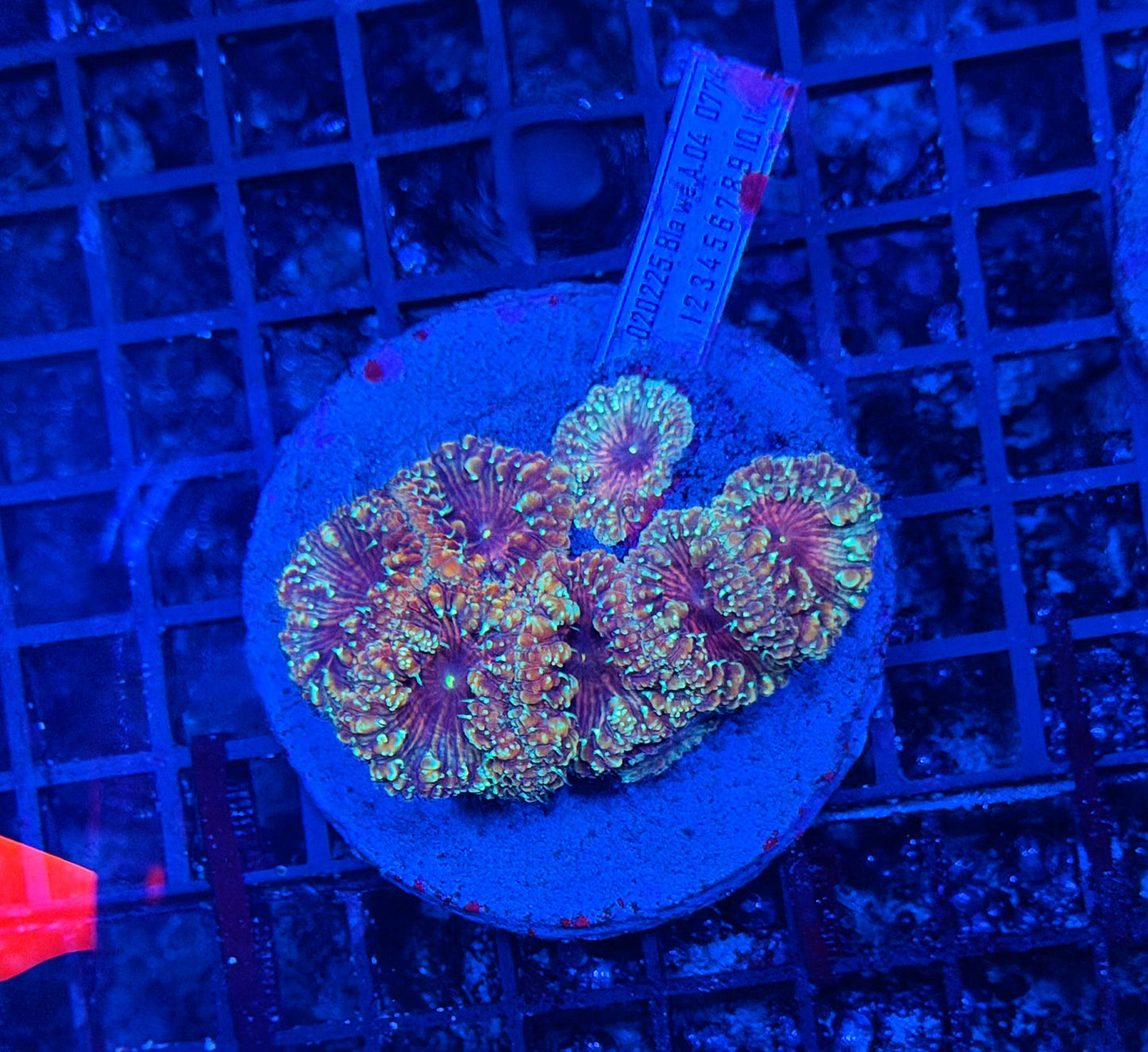 Rainbow blasto colony