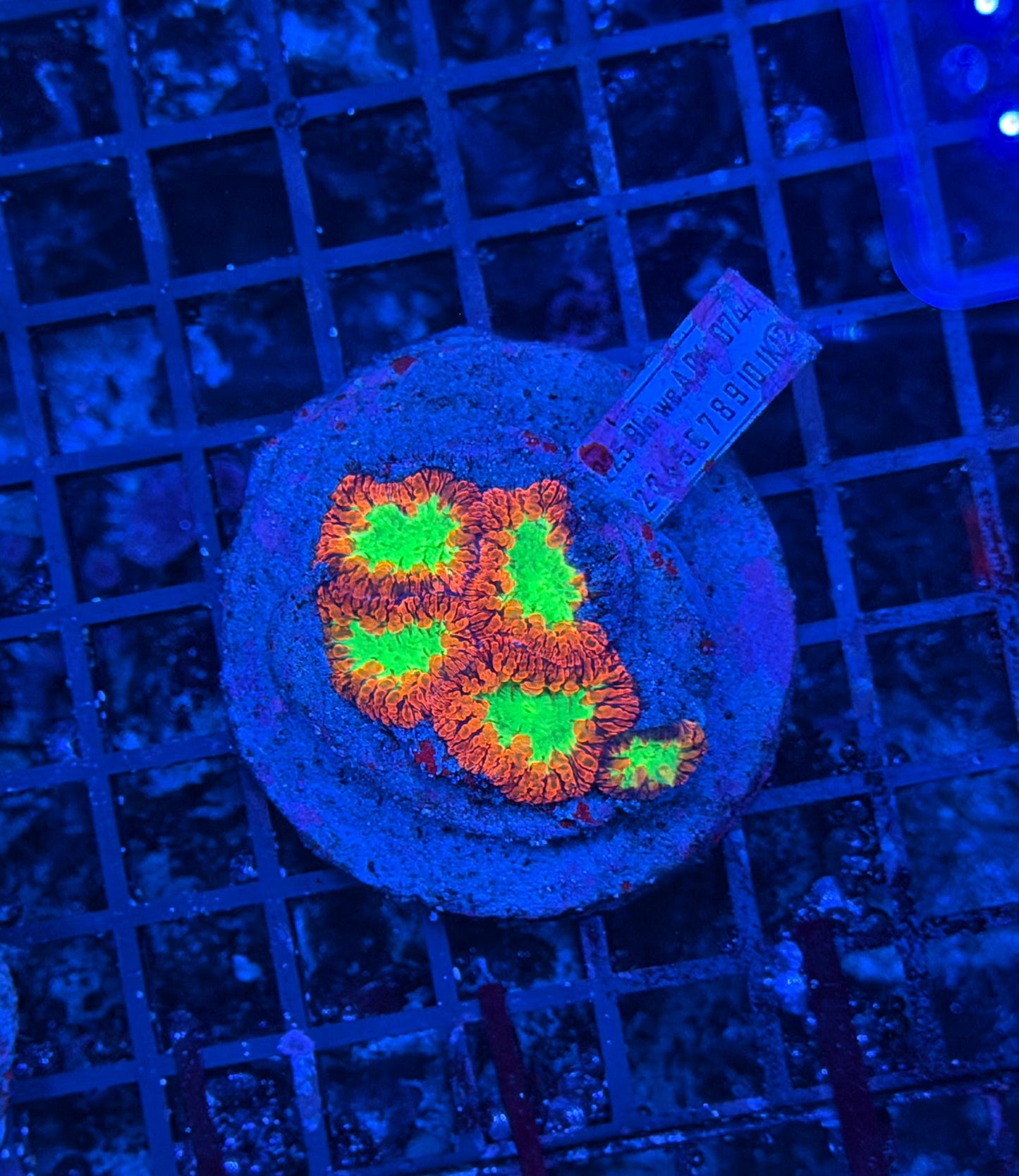 Rainbow blasto colony