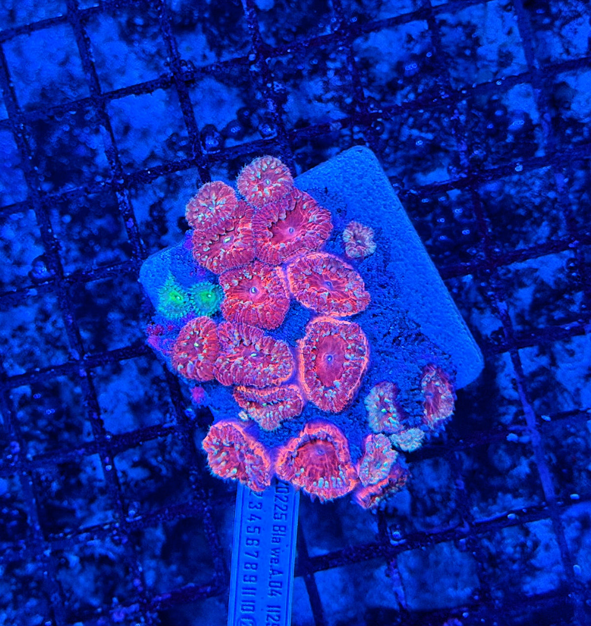 Rainbow blasto colony