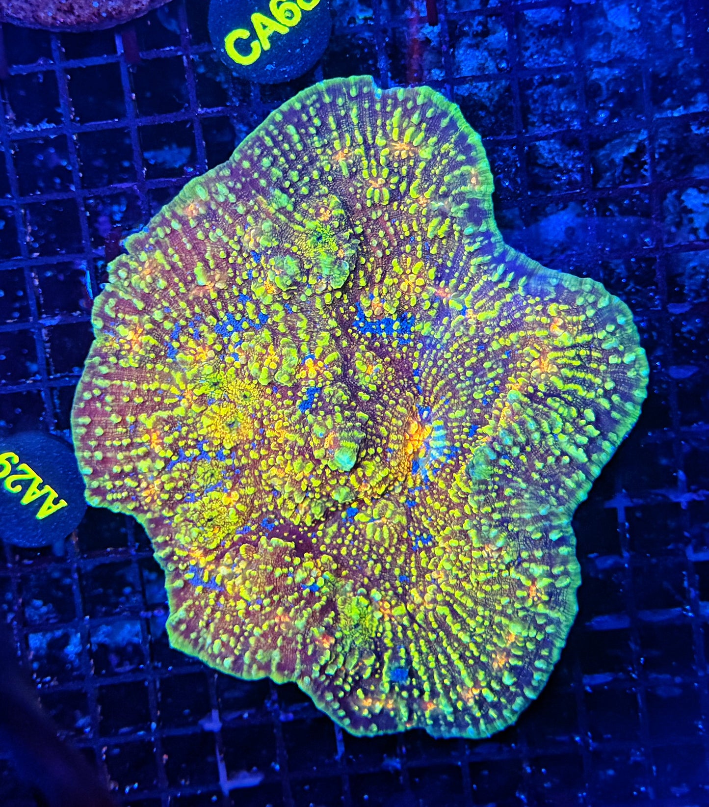Show size rainbow convitic chalice
