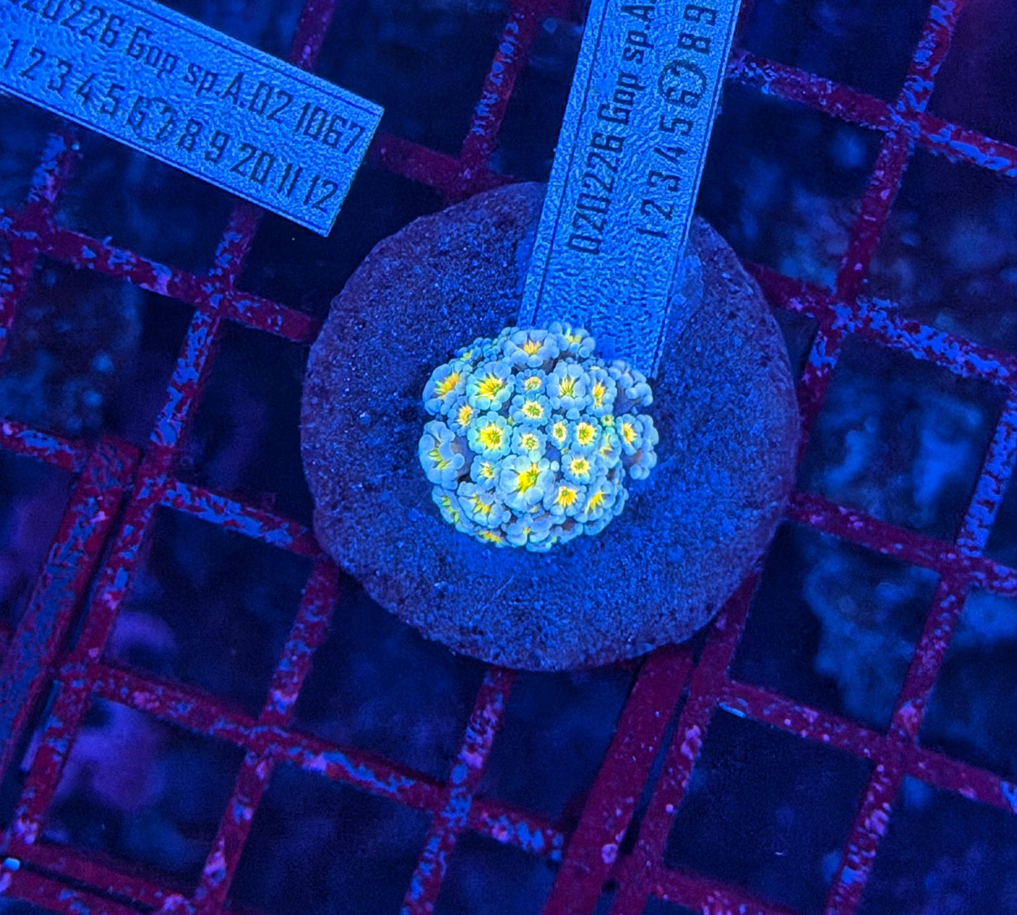 SP Rainbow alvo S