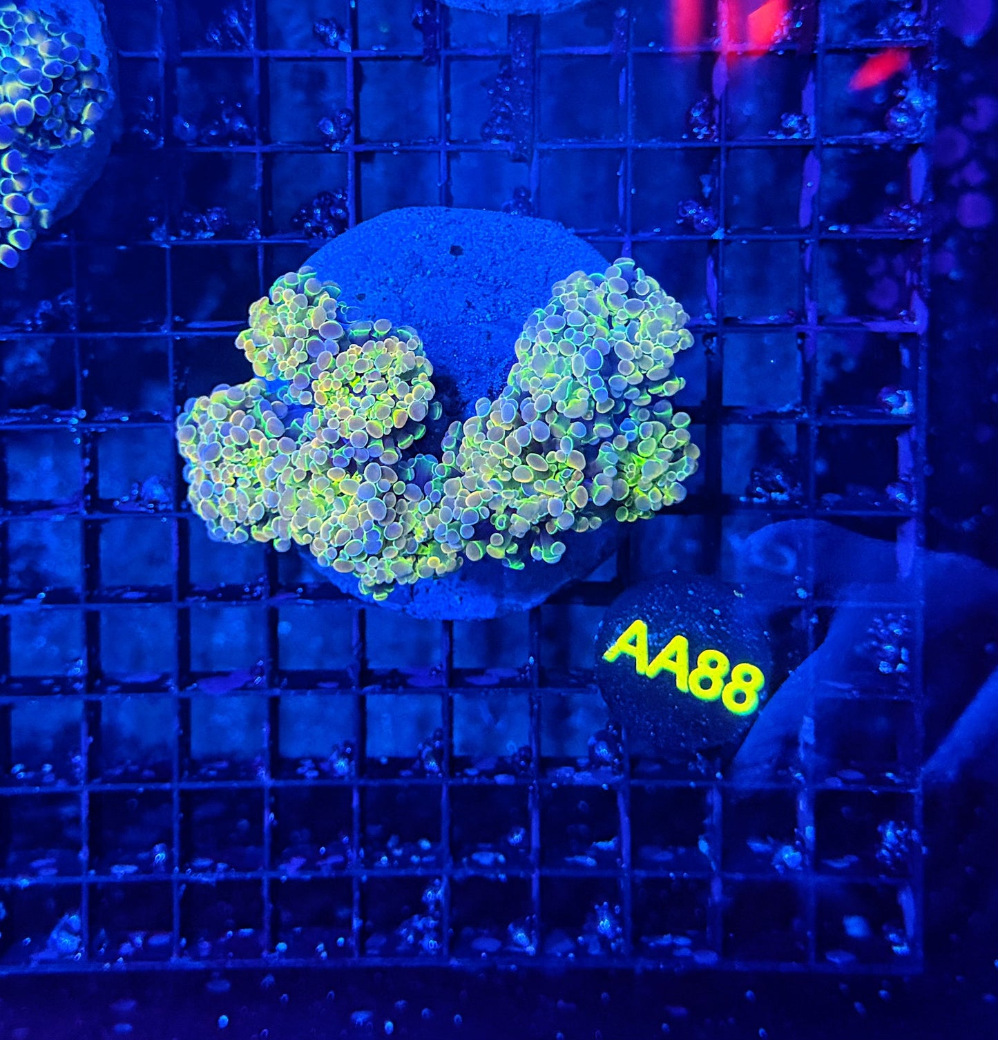 KDR hologram colony morph