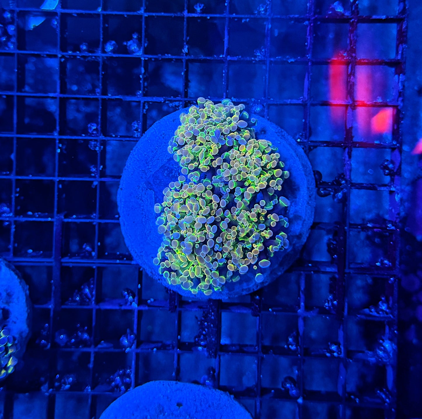 KDR hologram colony morph