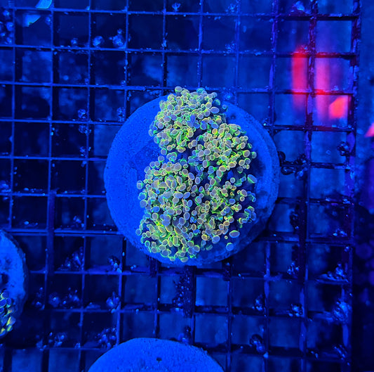 KDR hologram colony morph