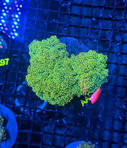 Rainbow frogspawn colony