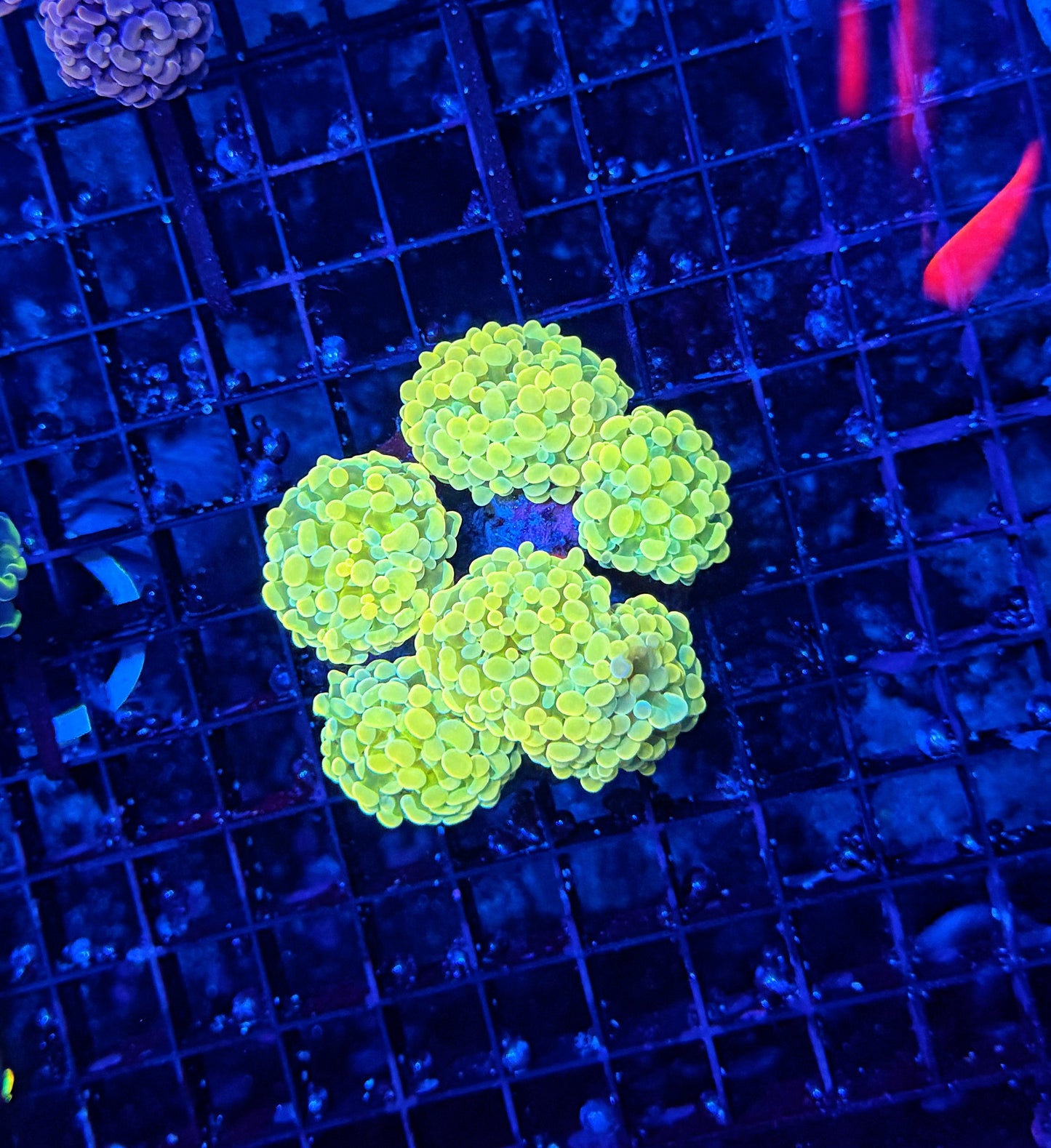 Rainbow branching hammer colony