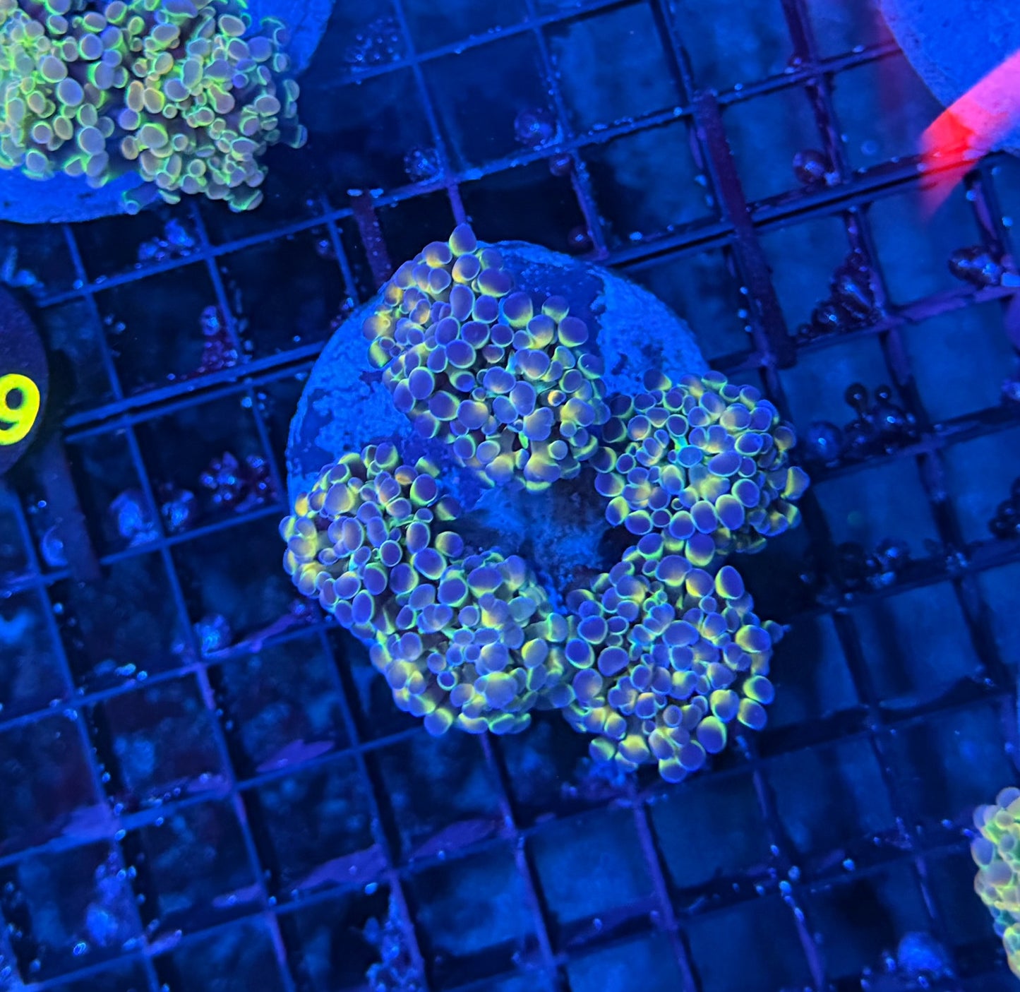 Rainbow hologram colony