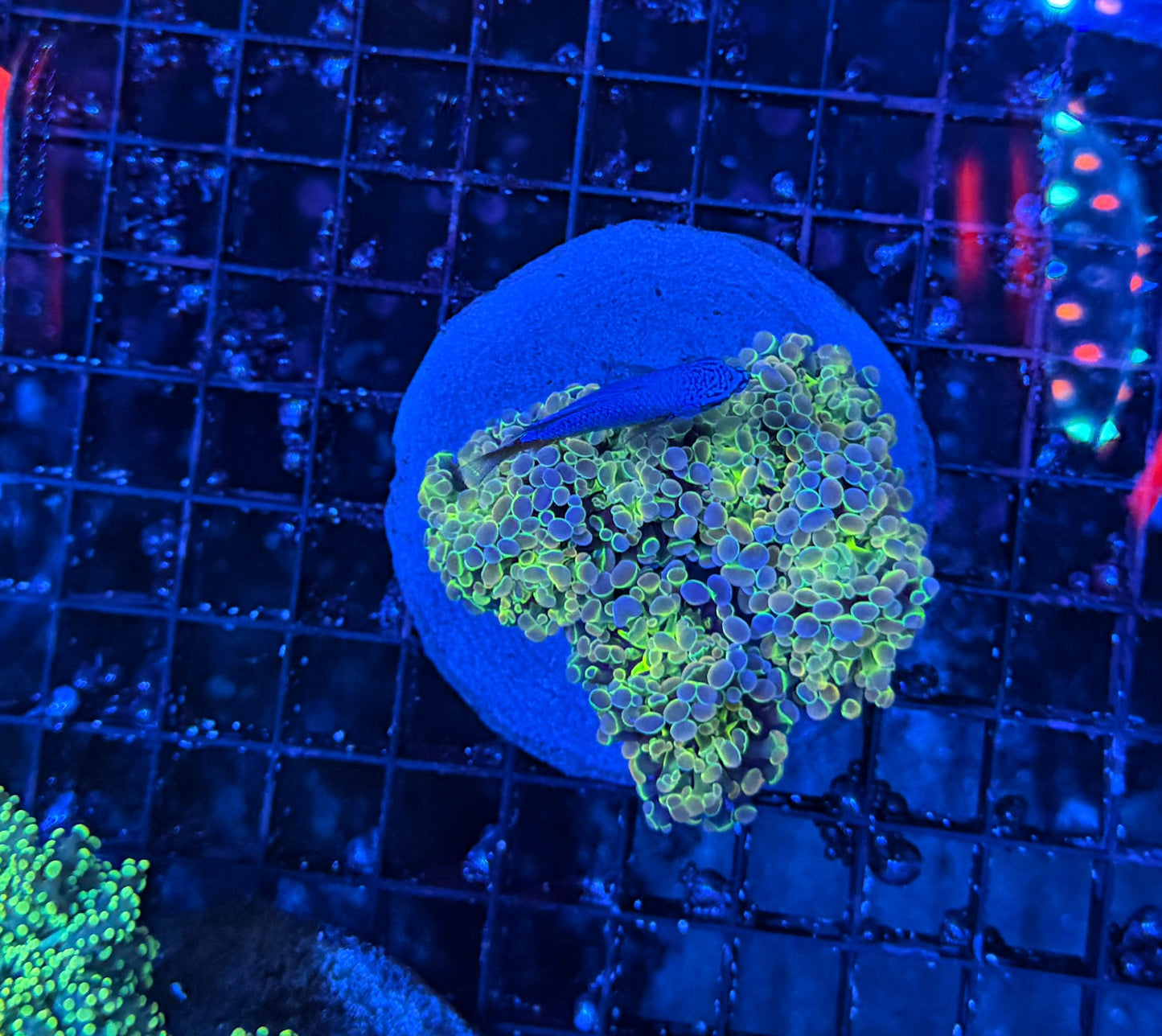 KDR hologram colony morph