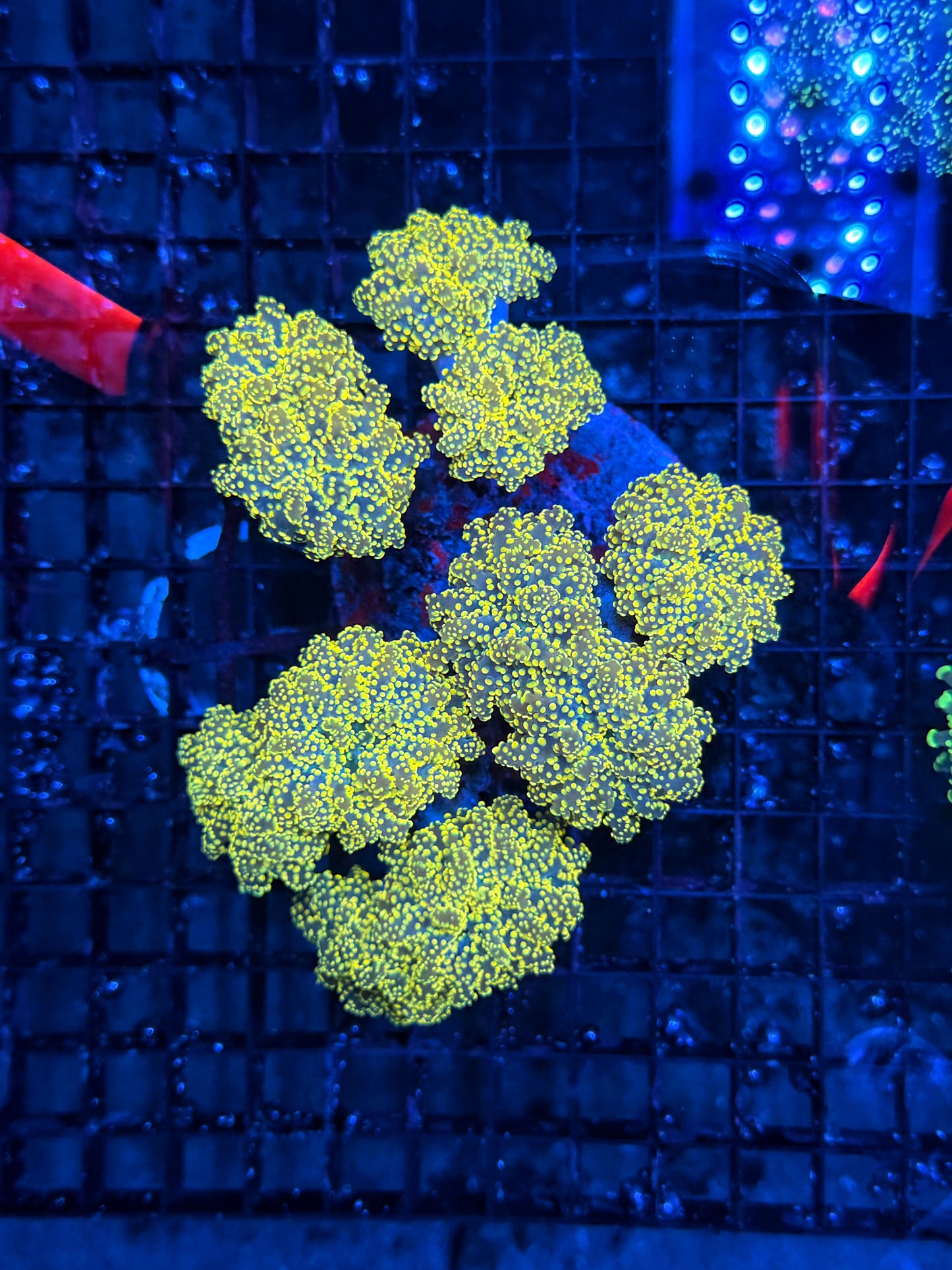 Rainbow frogspawn colony L