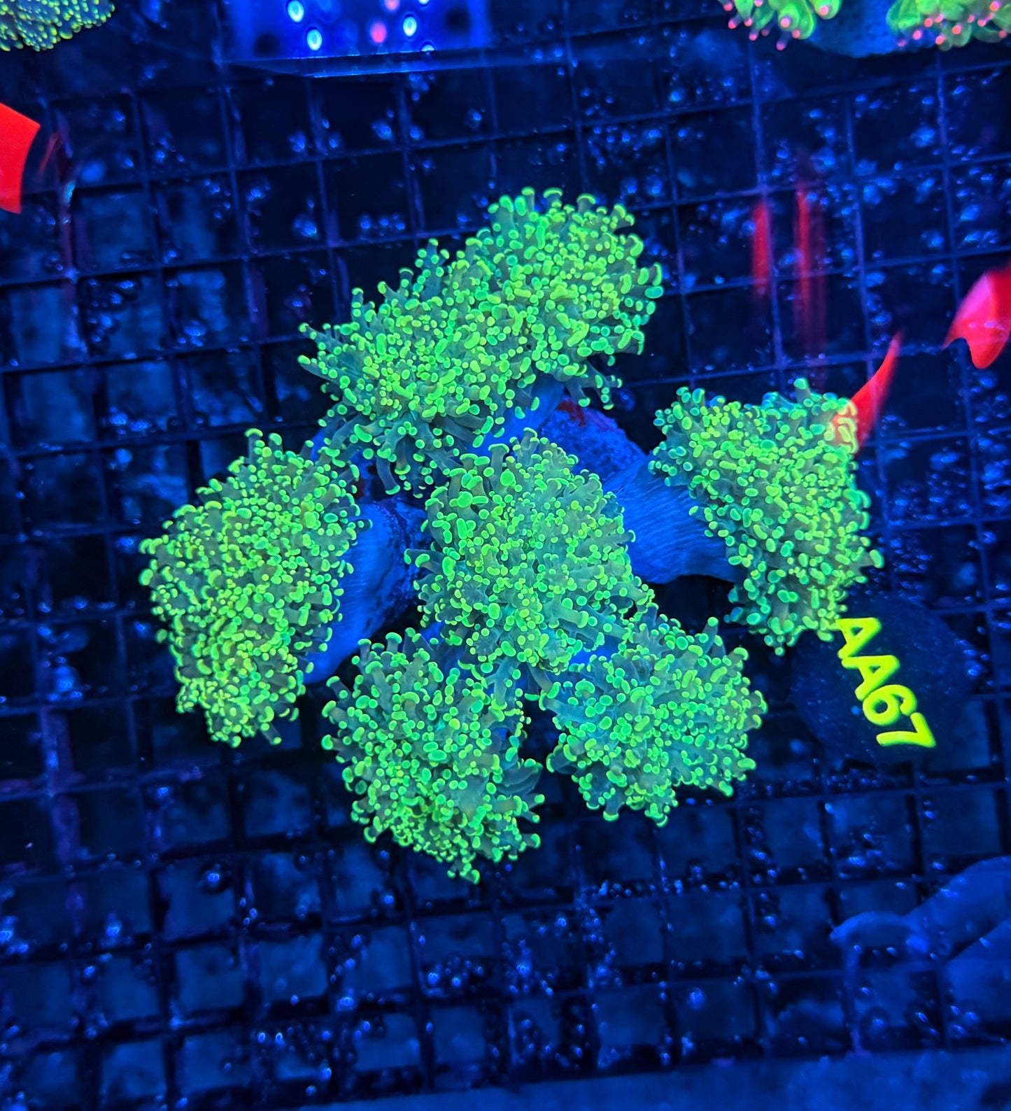 Rainbow frogspawn colony L