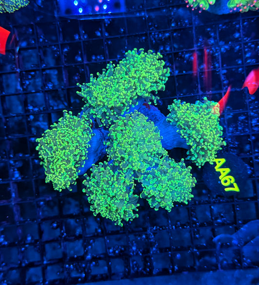 Rainbow frogspawn colony L