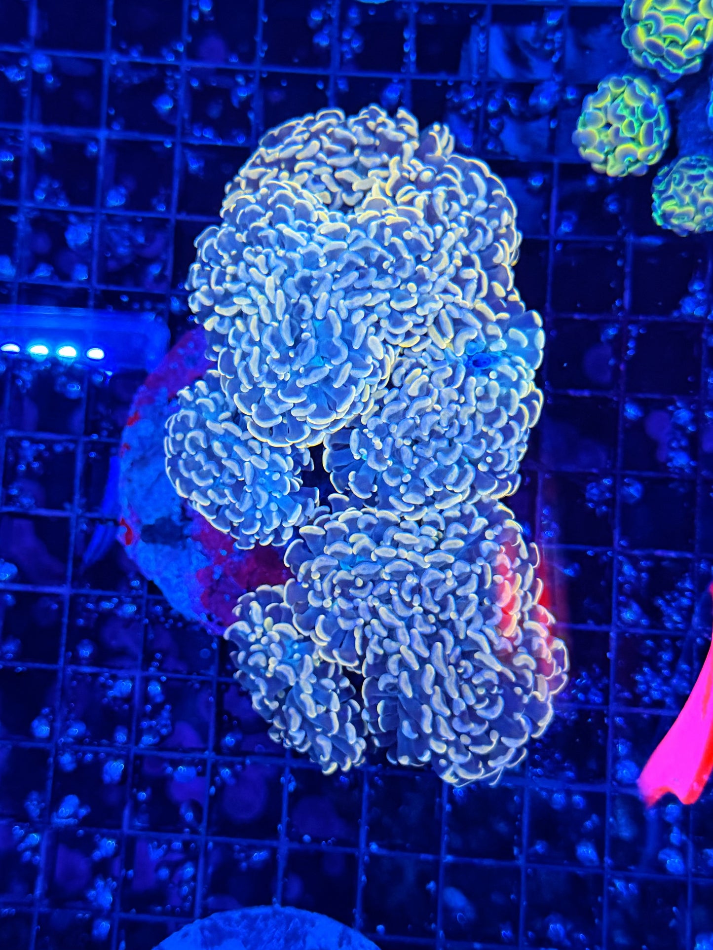 Rainbow branching hammer colony