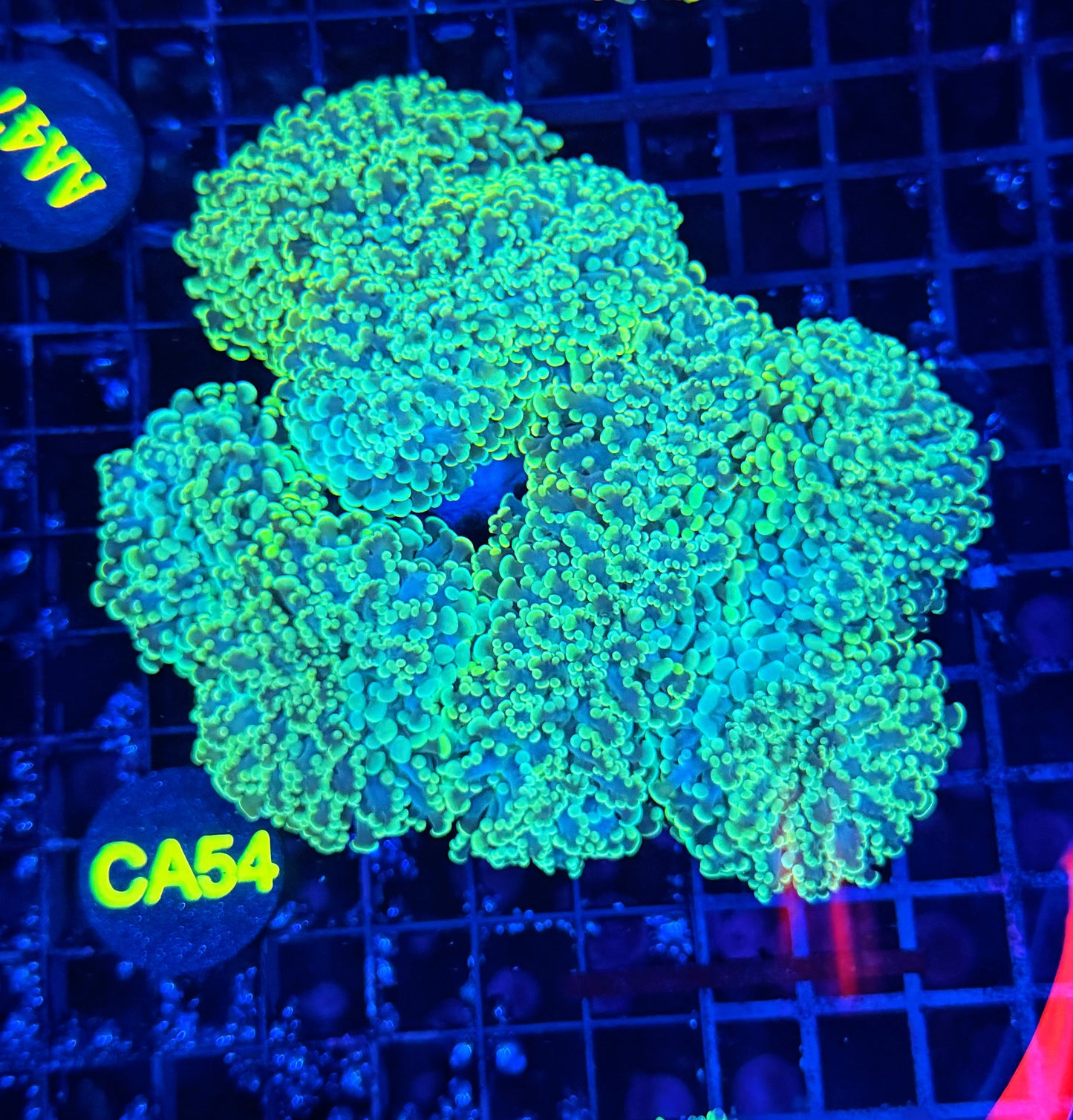 Rainbow fraggamer (frogspawn X hammer)