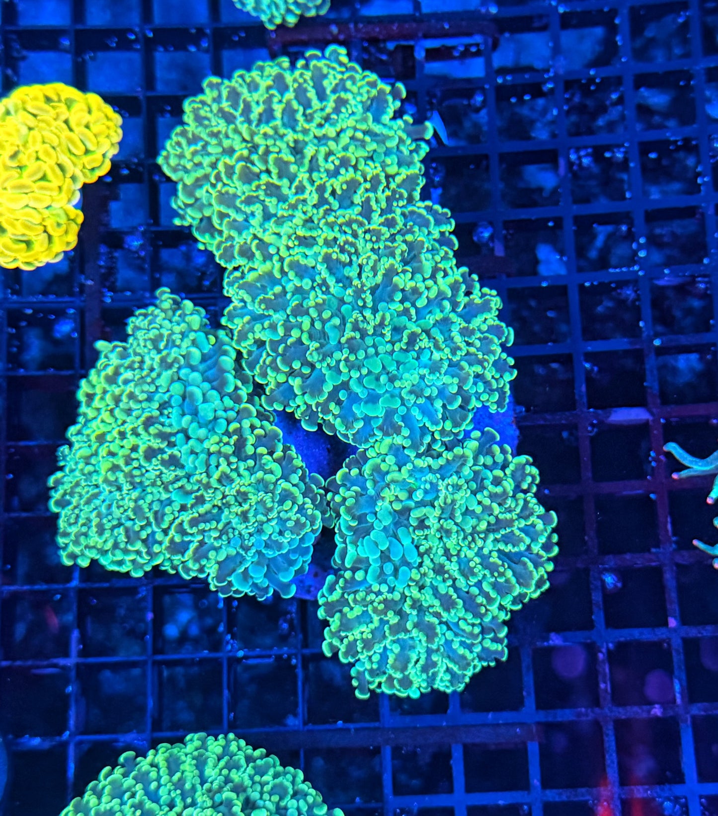 Rainbow fraggamer (frogspawn X hammer)