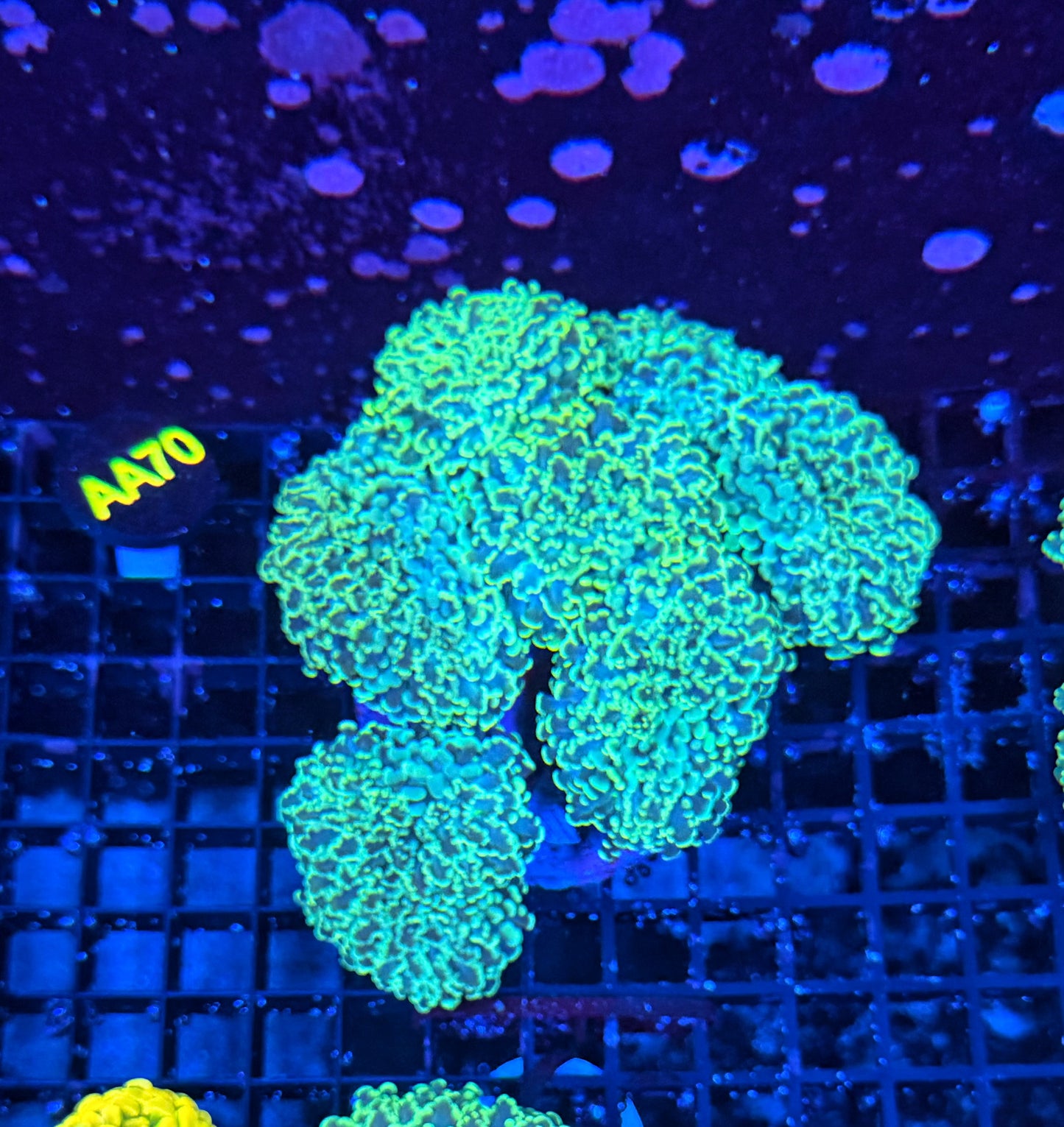 Rainbow fraggamer (frogspawn X hammer)