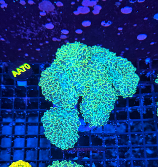 Rainbow fraggamer (frogspawn X hammer)