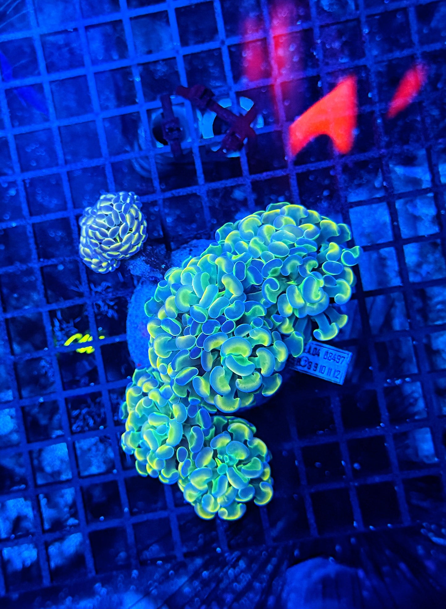 Rainbow hologram colony