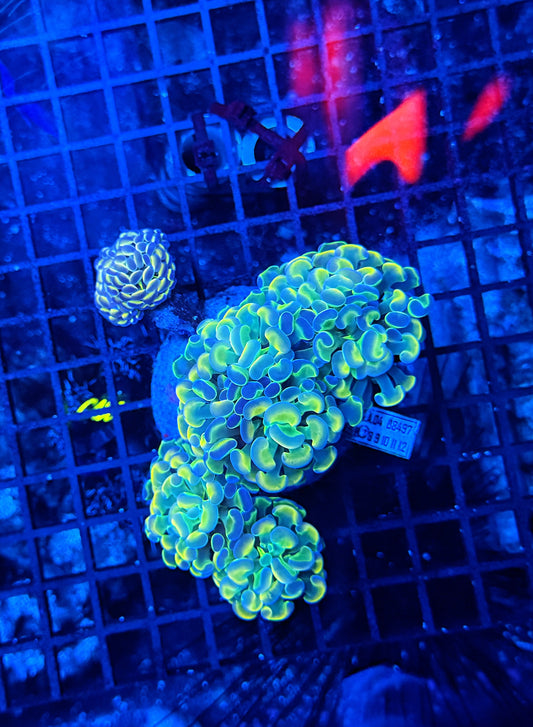 Rainbow hologram colony