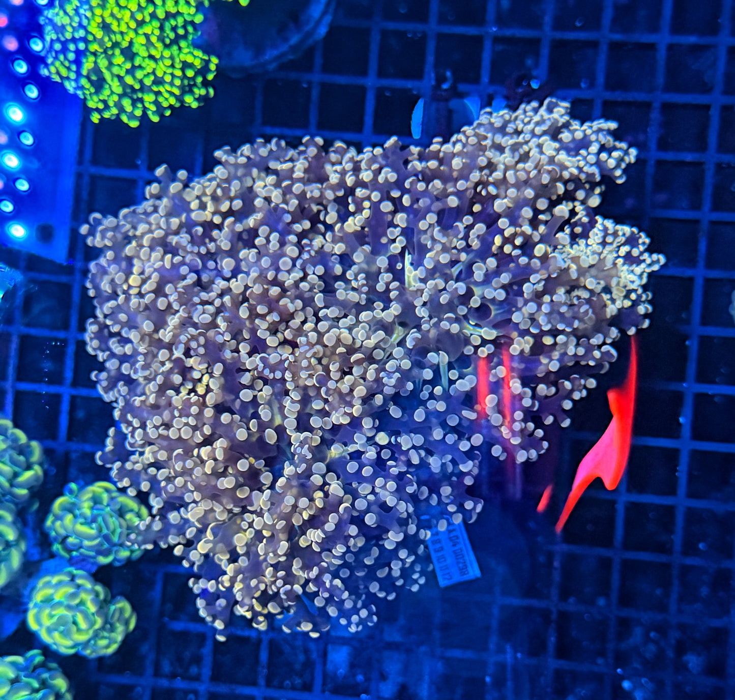 Rainbow frogspawn colony