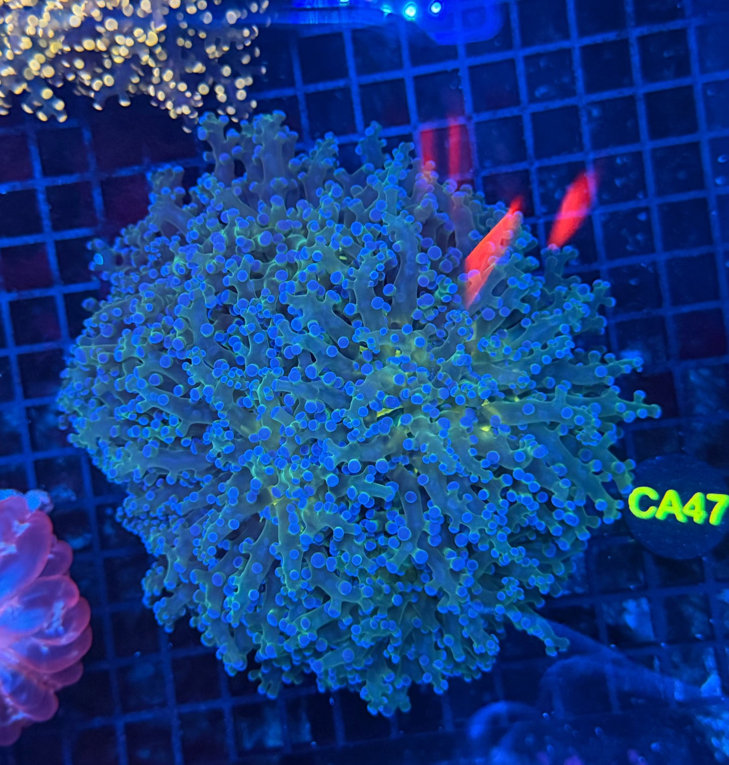 Rainbow frogspawn colony