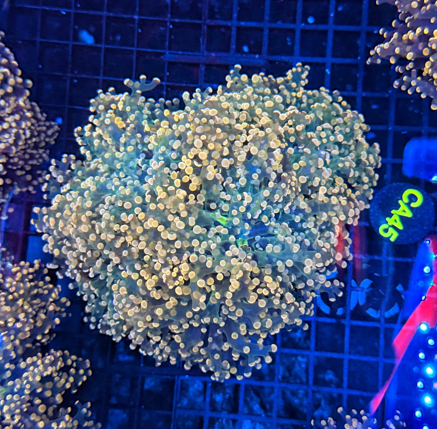 Rainbow frogspawn colony