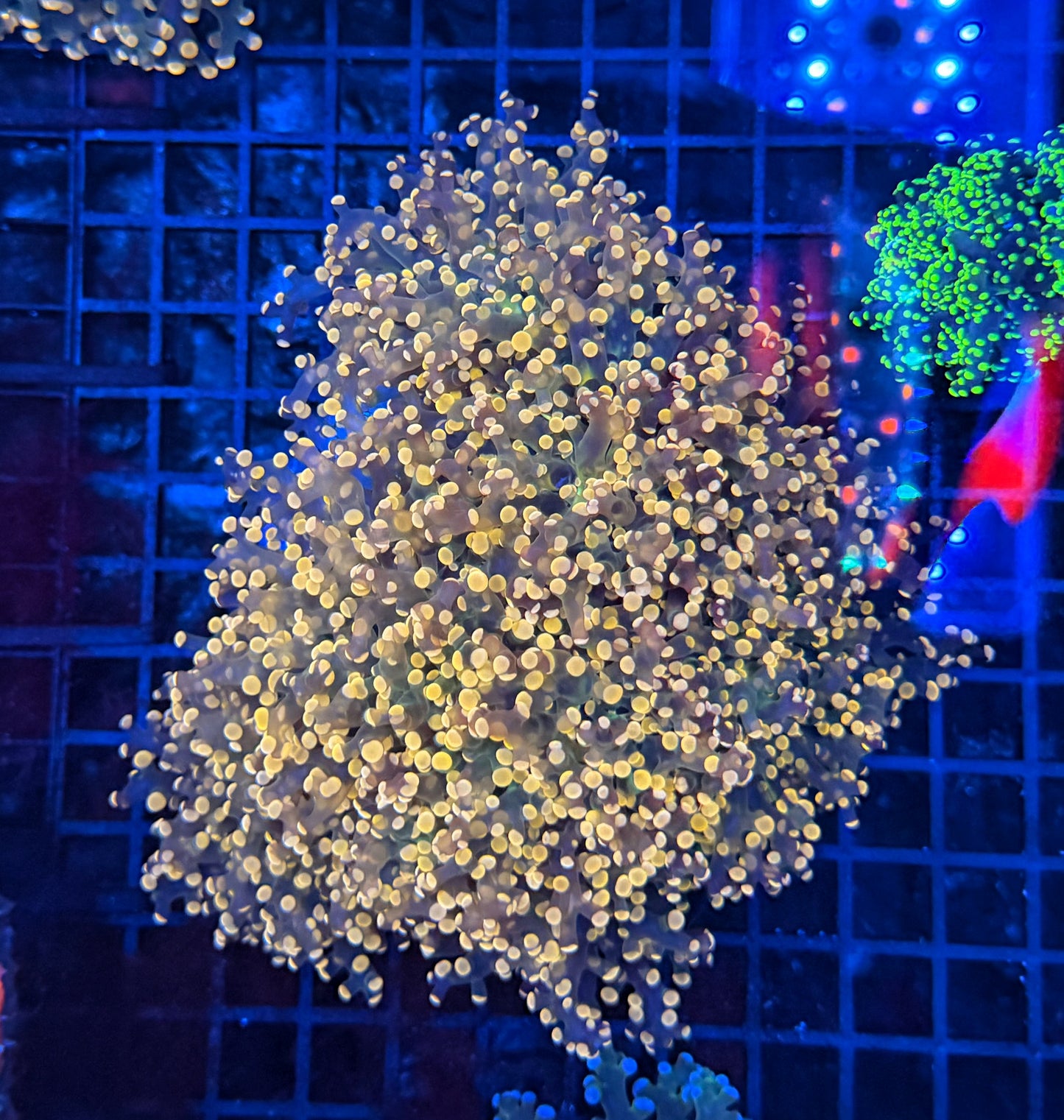 Rainbow frogspawn colony