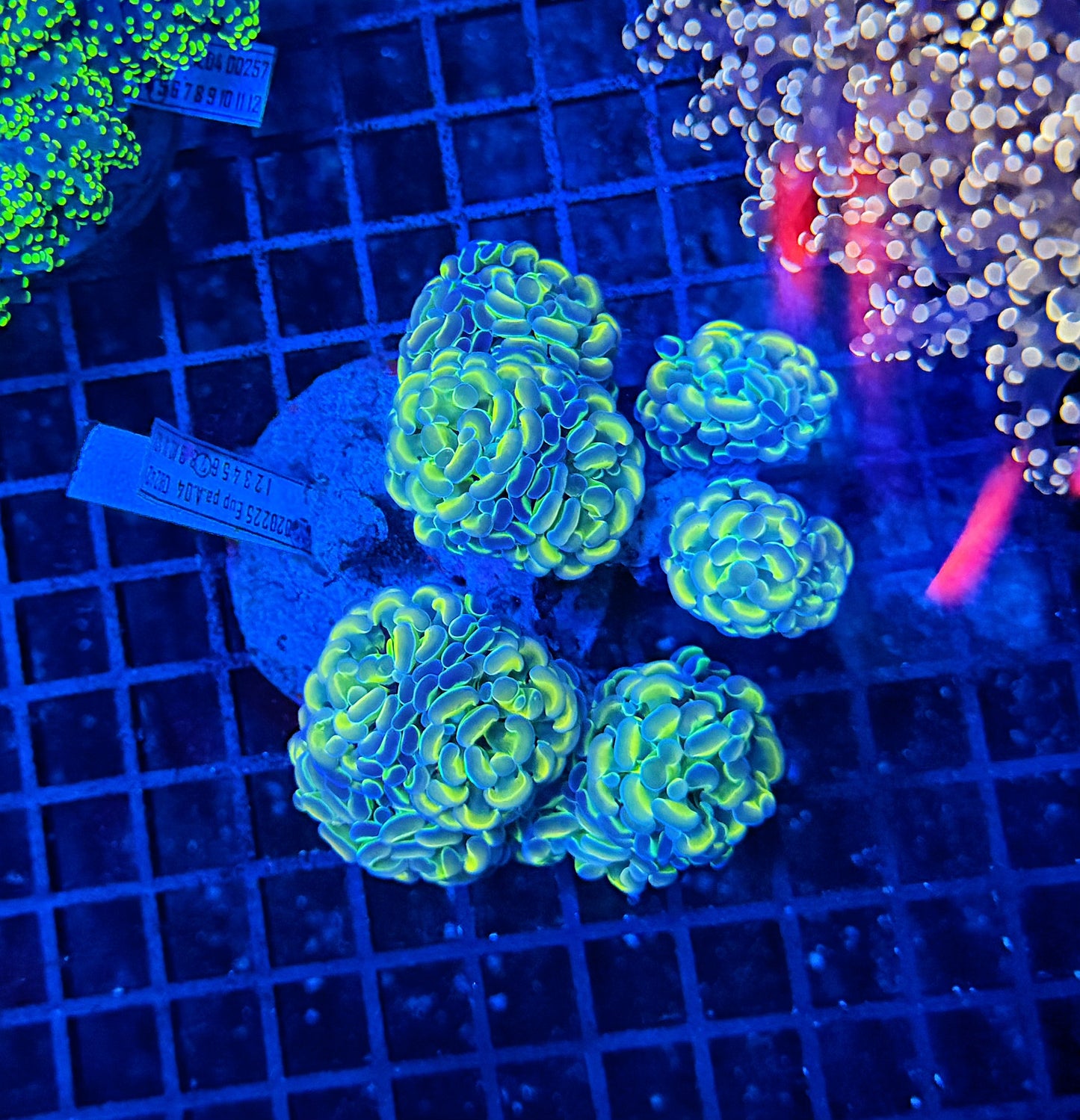 Rainbow hologram colony