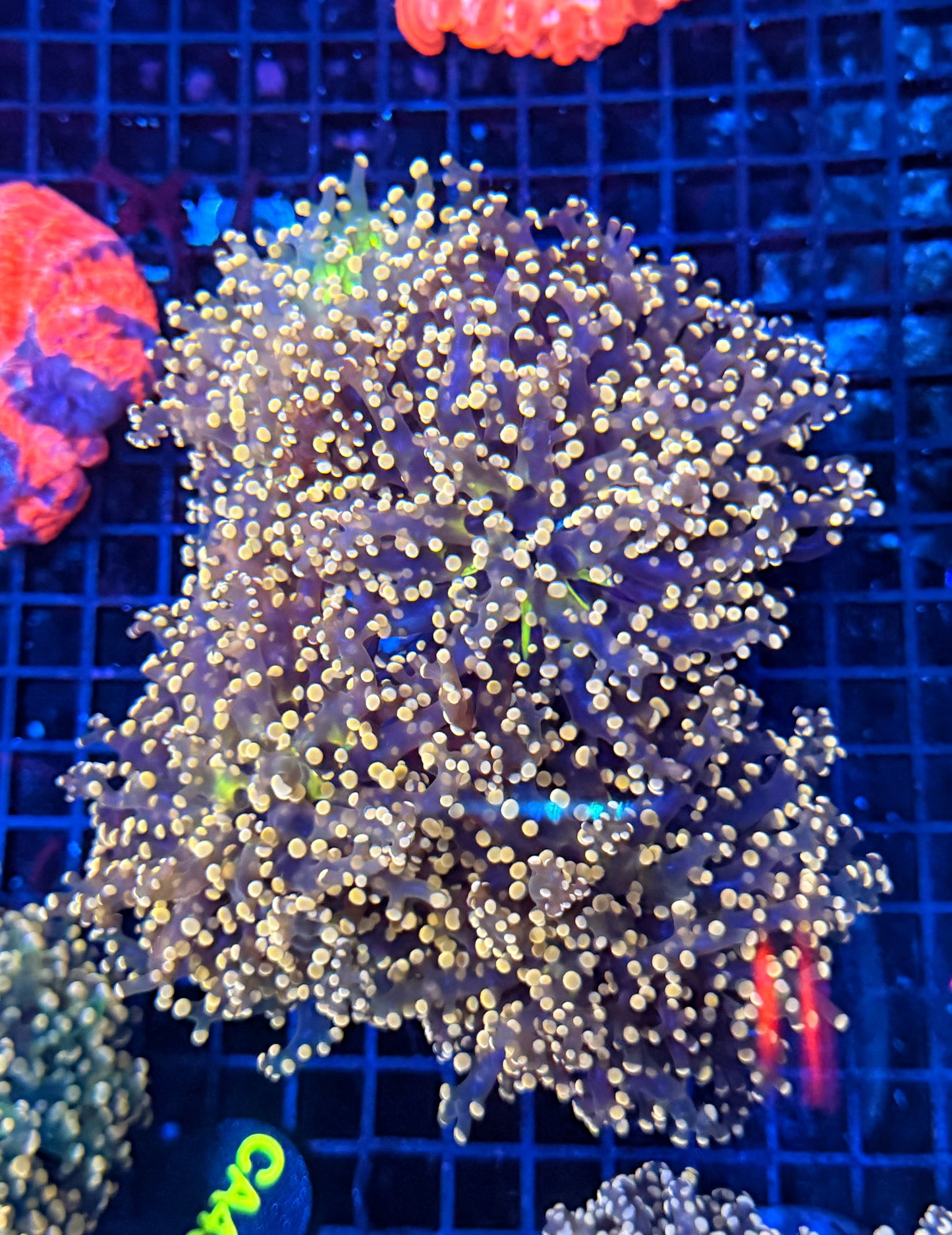 Rainbow frogspawn colony