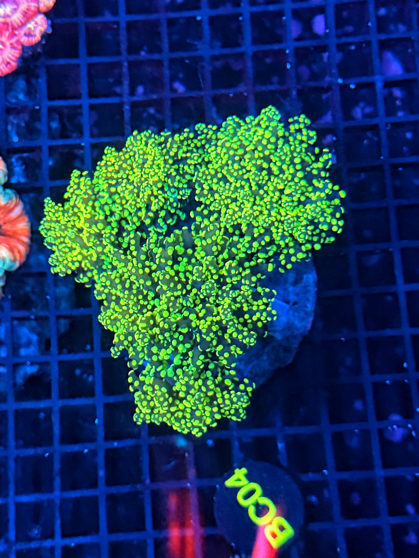Rainbow frogspawn colony