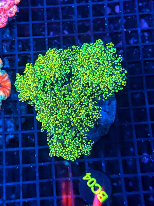 Rainbow frogspawn colony