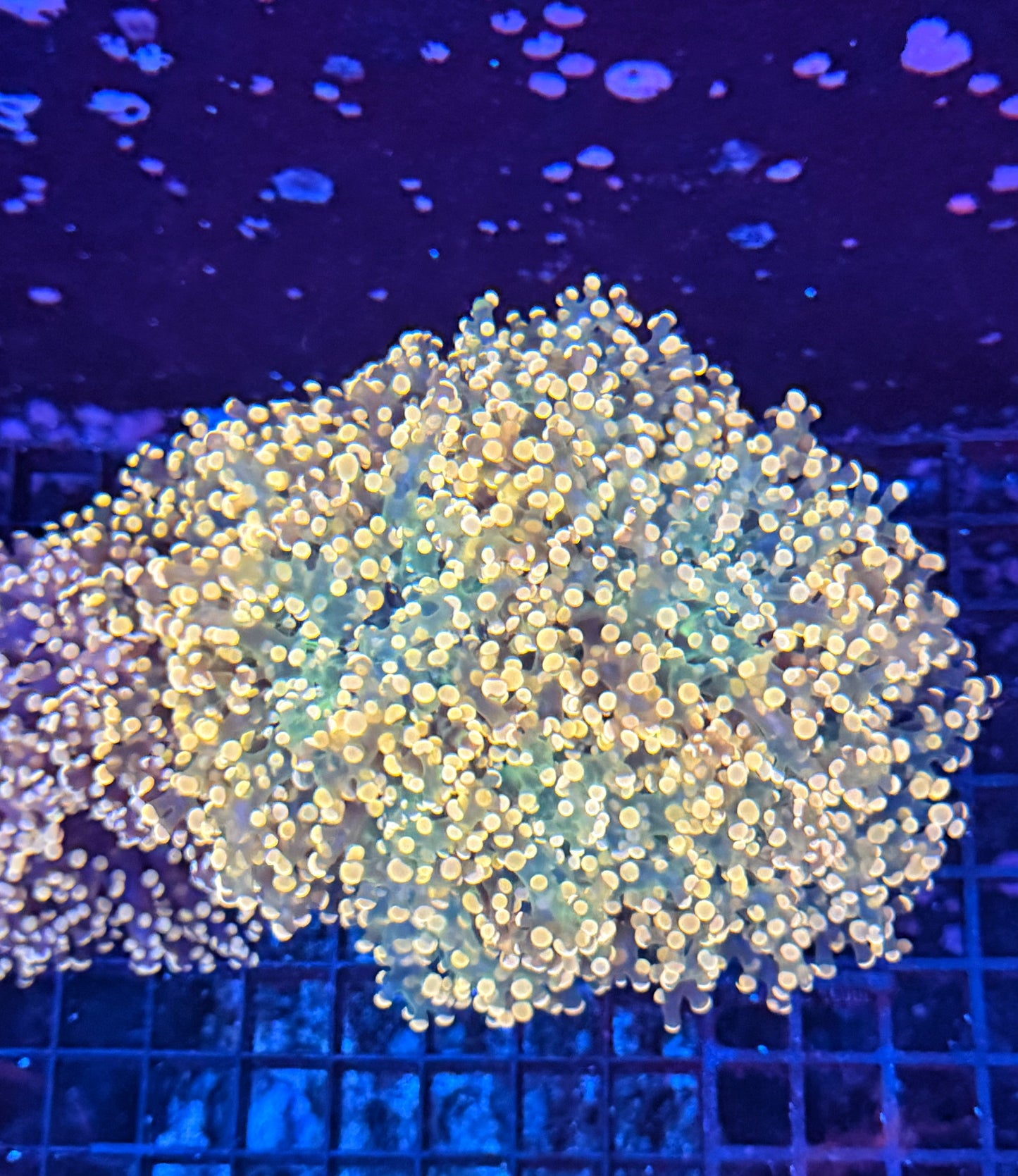 Rainbow frogspawn colony