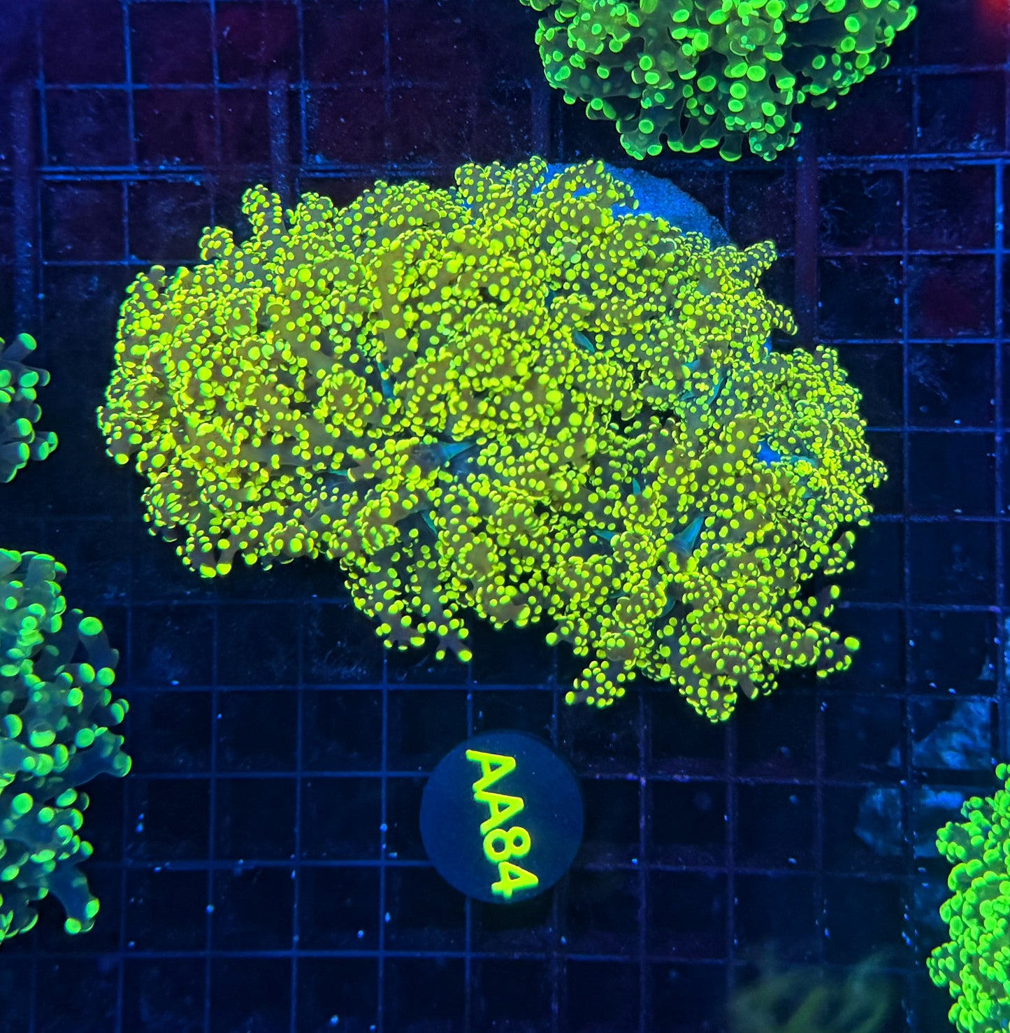 Rainbow frogspawn colony
