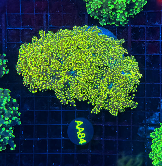 Rainbow frogspawn colony