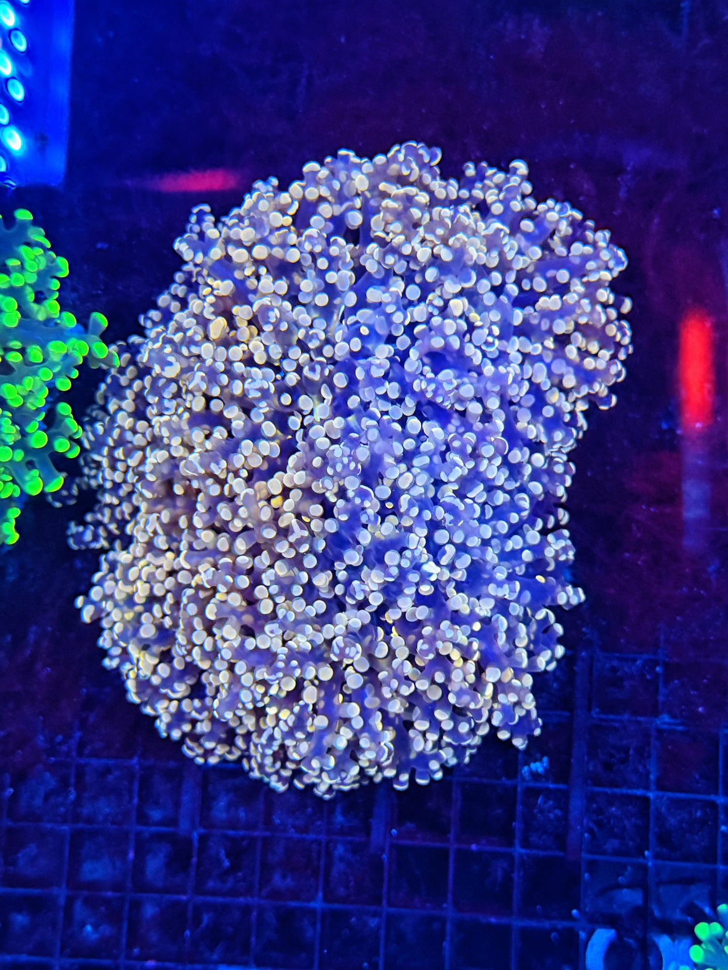 Rainbow frogspawn colony