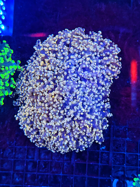 Rainbow frogspawn colony