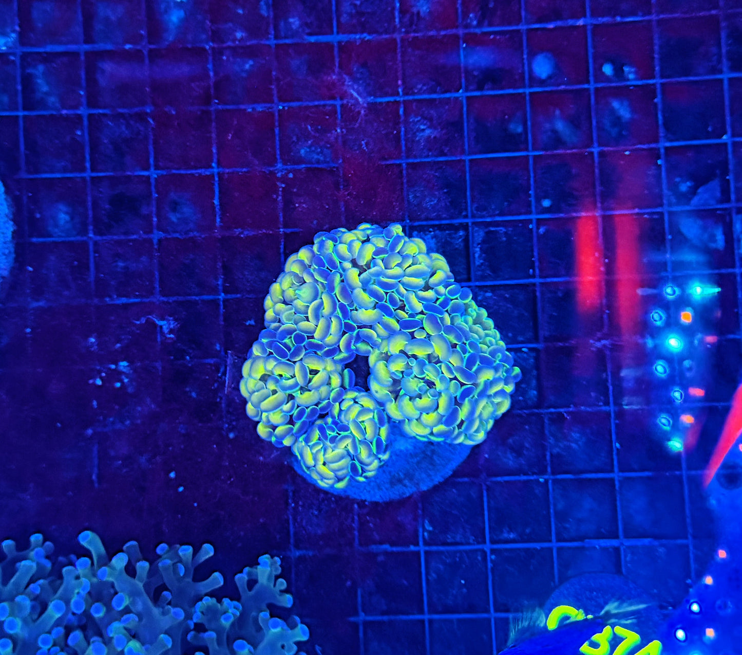 Rainbow hologram colony