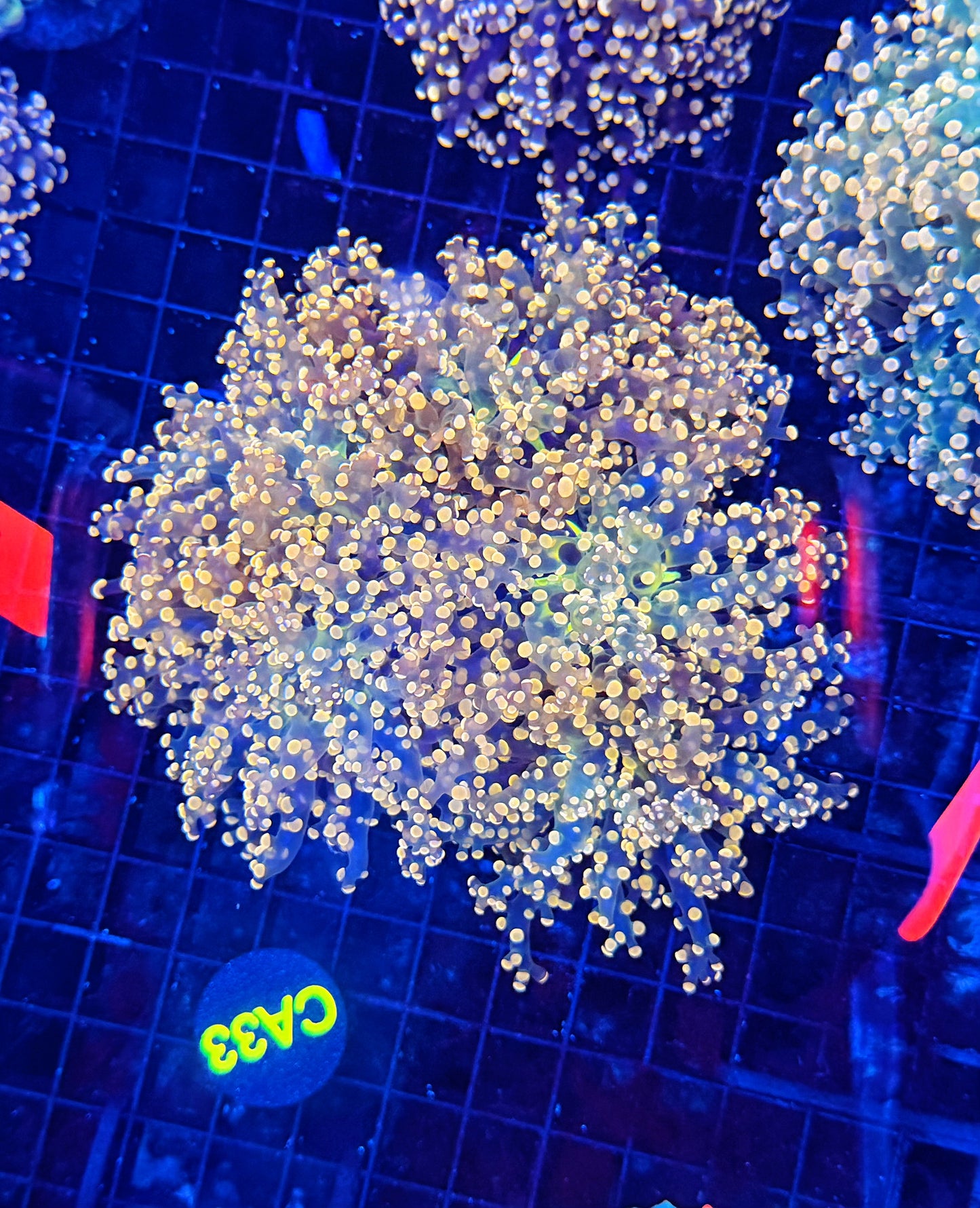 Rainbow frogspawn colony