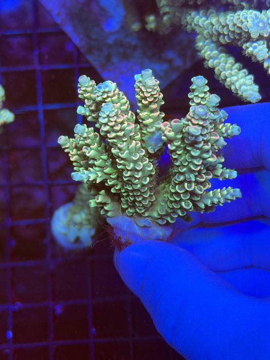 Premium encrusted acro