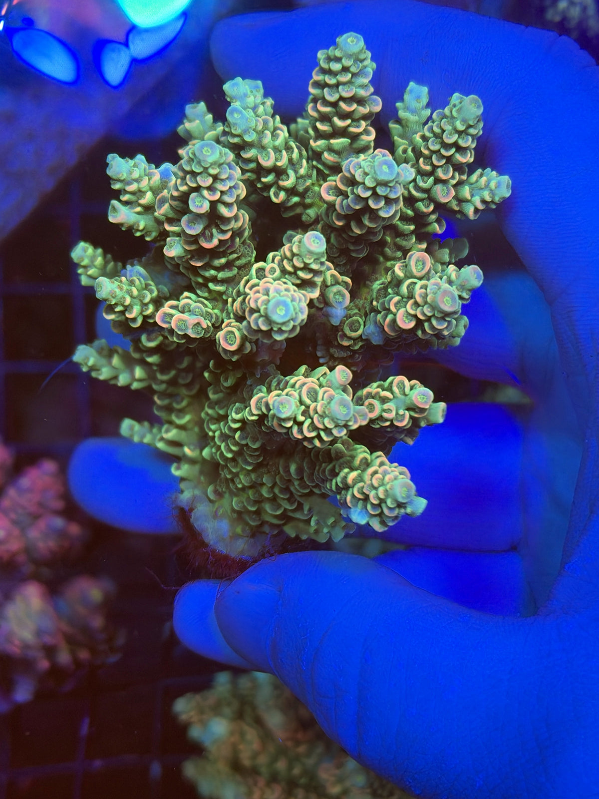 Premium encrusted acro