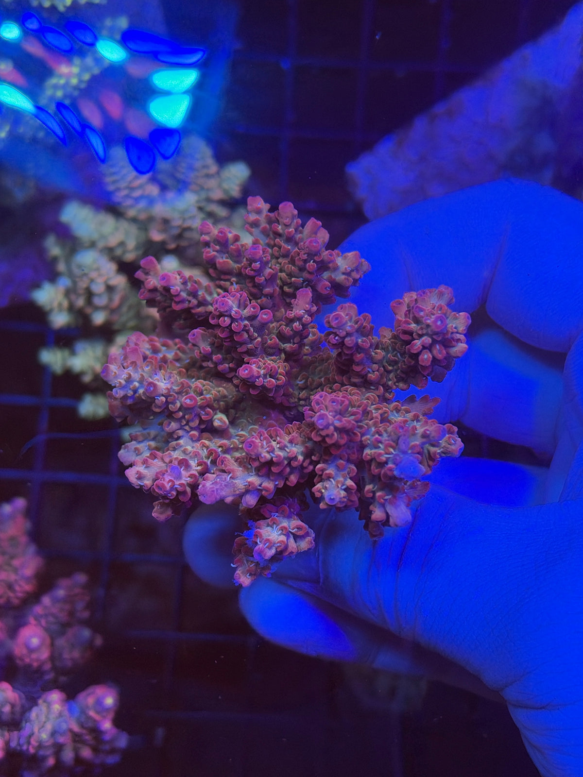 vivid confetti likely acro