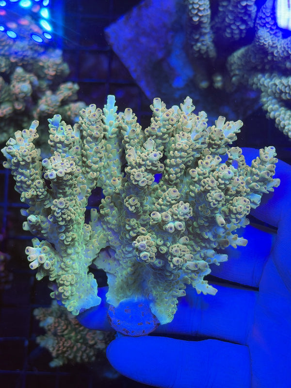 Premium encrusted acro