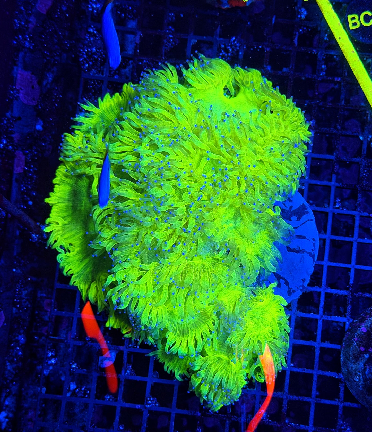 Semi lemon drop elegance XL