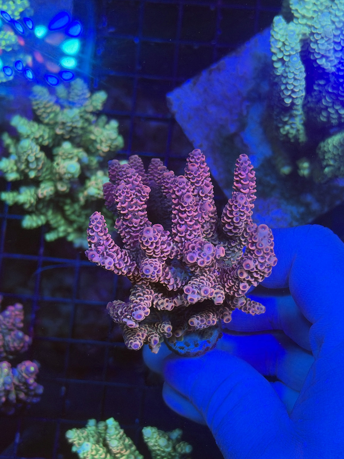 encrusted Milli colony