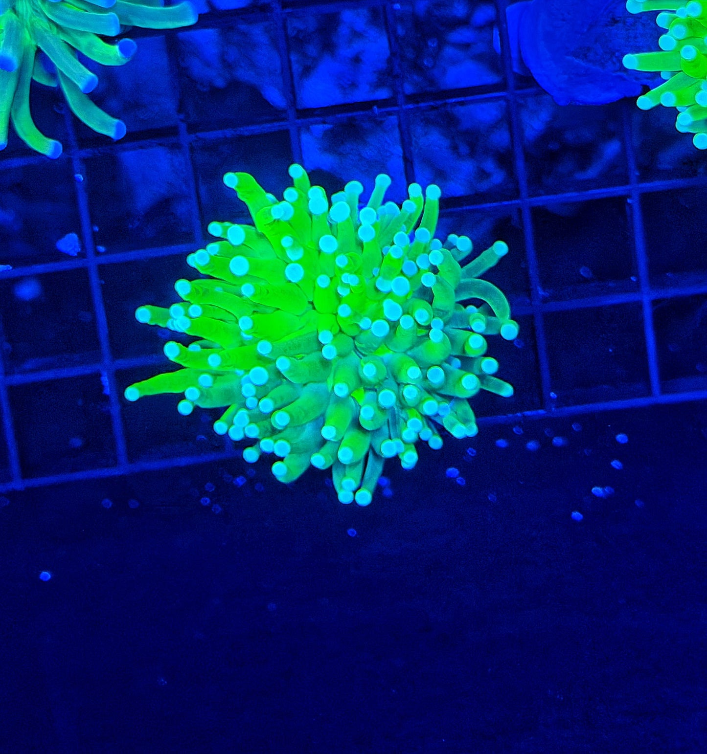 50/50 graft OG master X Green (must spend $600 on other corals)