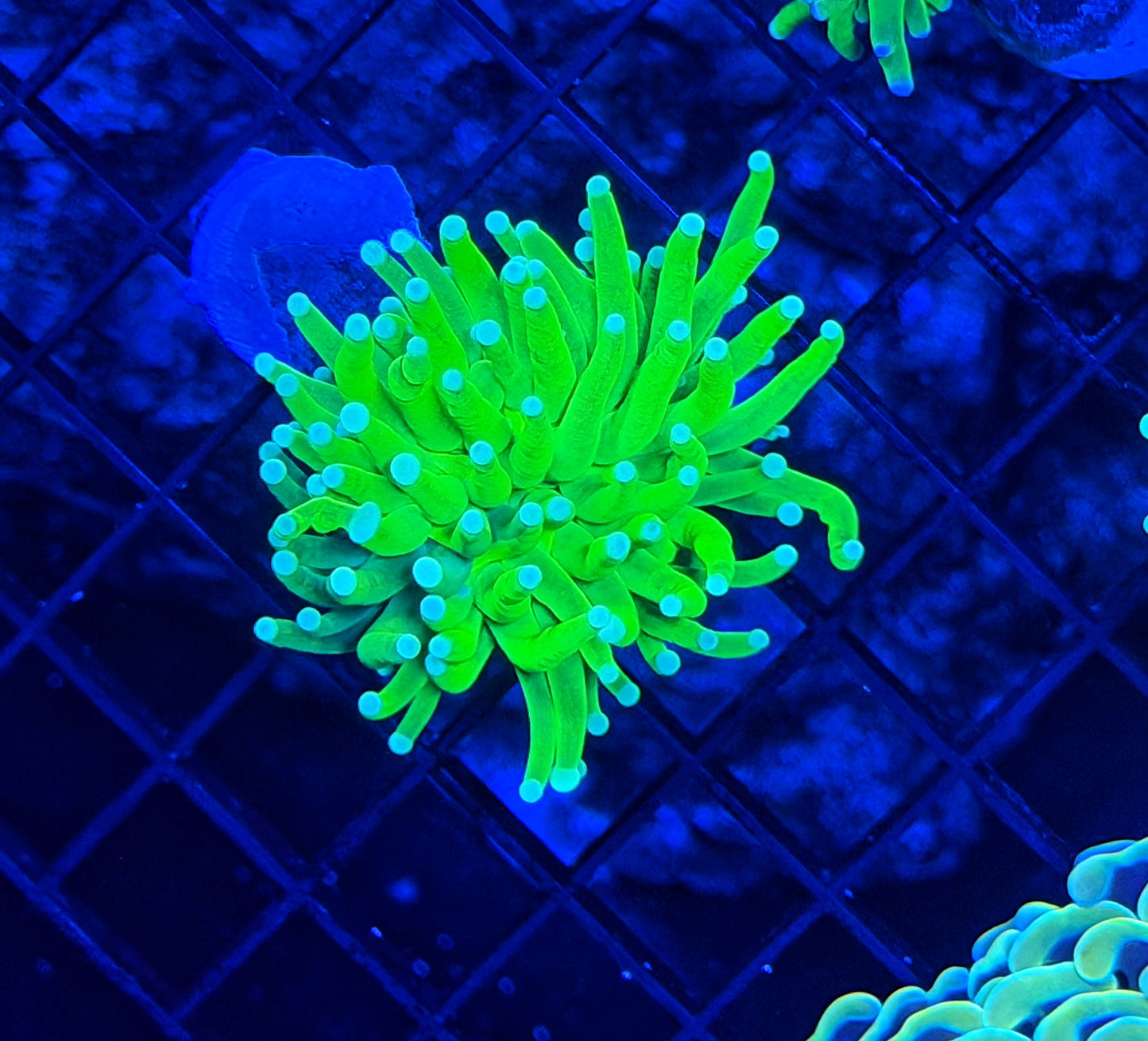 Strip graft OG master X Green (must spend $600 on other corals)