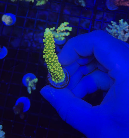 acro frag