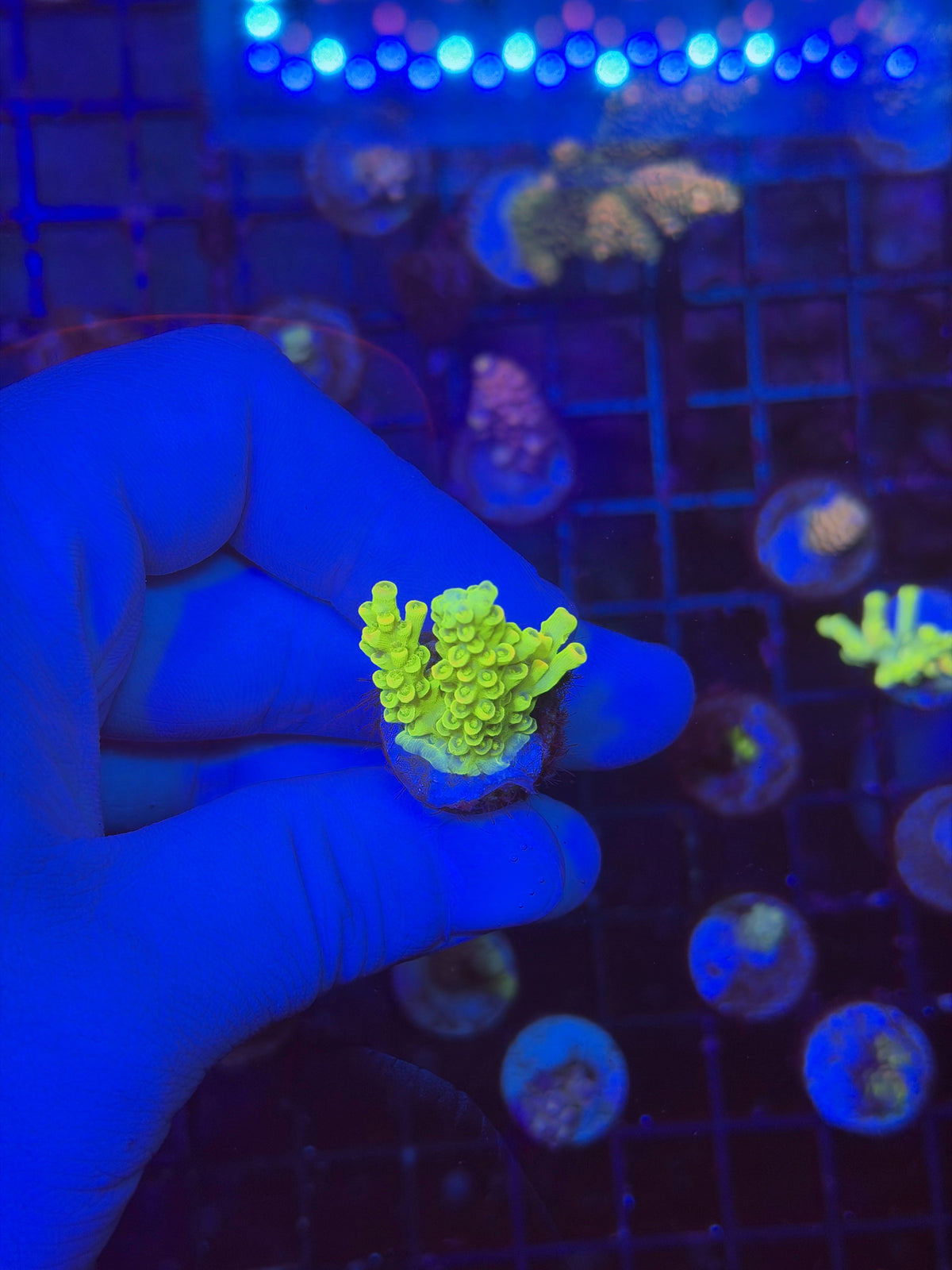 Tenius frag