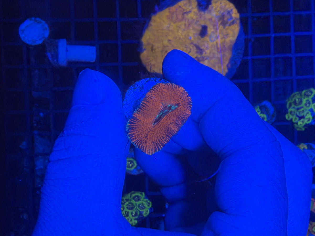 Acan Frag