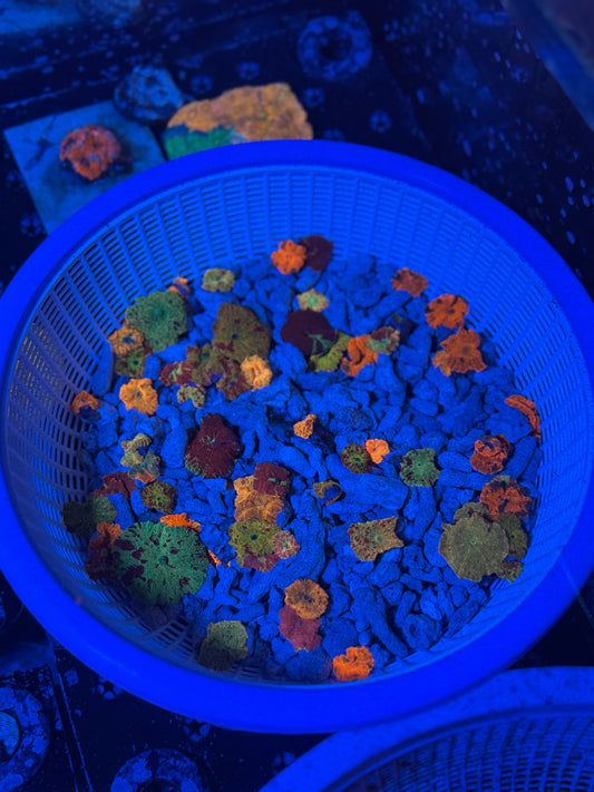 Eclectus / jawbreaker / candy crush mixed (please carefully read descriptions)